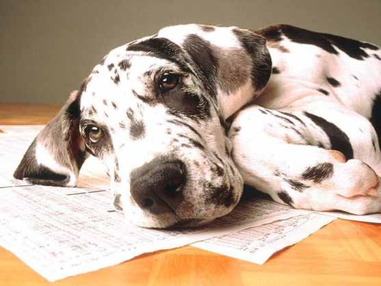 dog_1.jpg, 41 KB